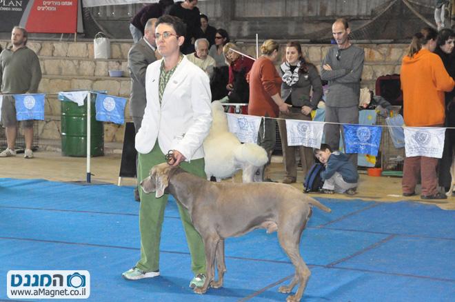 תמונה גדולה